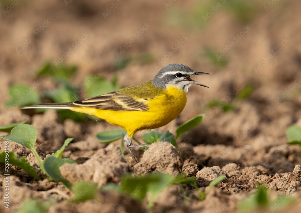 Fototapeta premium Closeup of a Western Yellow Wagtail at Buri Farm, Bahrain