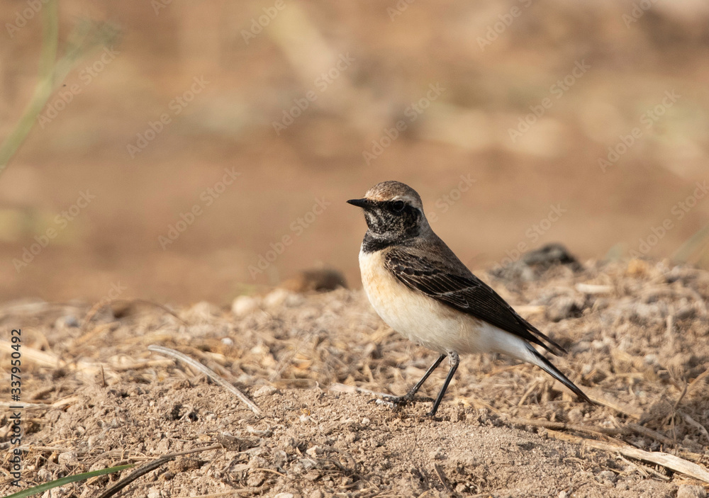 Closeup of a Pied wheatear at Buri farm, Bahrain Closeup of a Pied wheatear at Buri farm, Bahrain