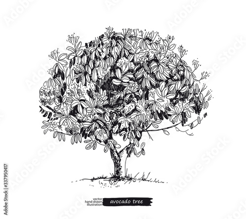 Avocado tree isolated on white background. Line art style.