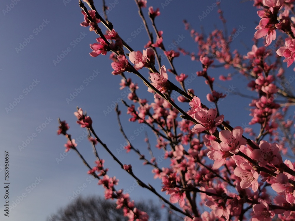 peach blossom at spring in sunshine on a peach tree peach blossom at spring in sunshine on a peach tree