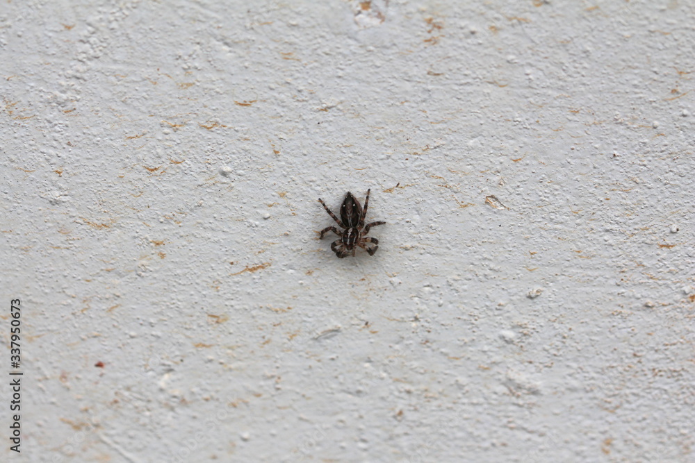 unbestimmte Springspinne in Sri Lanka unbestimmte Springspinne in Sri Lanka