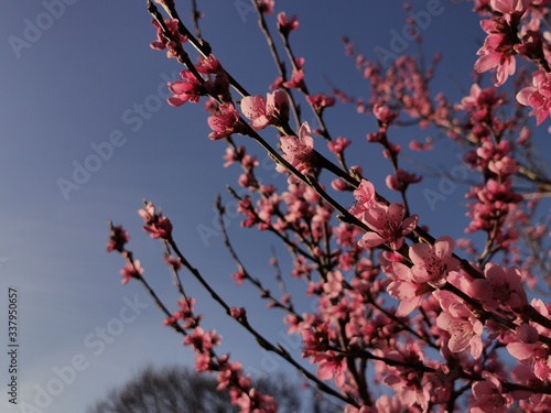 peach blossom at spring in sunshine on a peach tree
