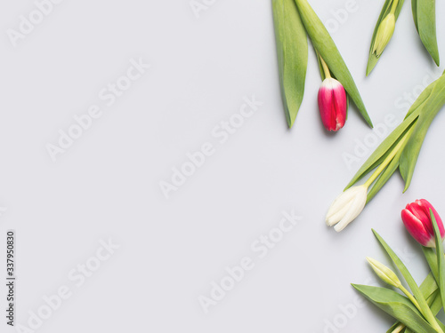 Tulips flat lay with pink and white flowrs on blue background photo