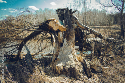 A broken old tree on the riverbank