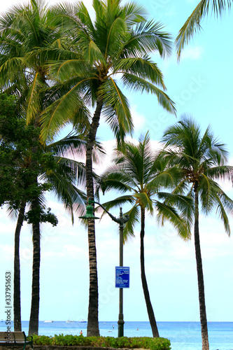 palm tree in Waikiki beach Hawaii © pilialoha