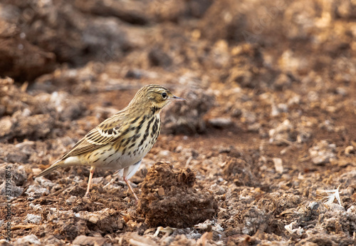 Red throated pipit at Buri farm, Bahrain