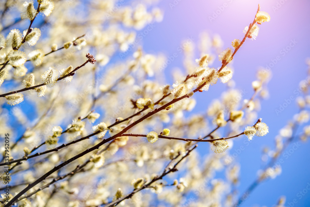 Blossoming willow in the early spring on a background of blue sky
Blossoming willow in the early spring on a background of blue sky