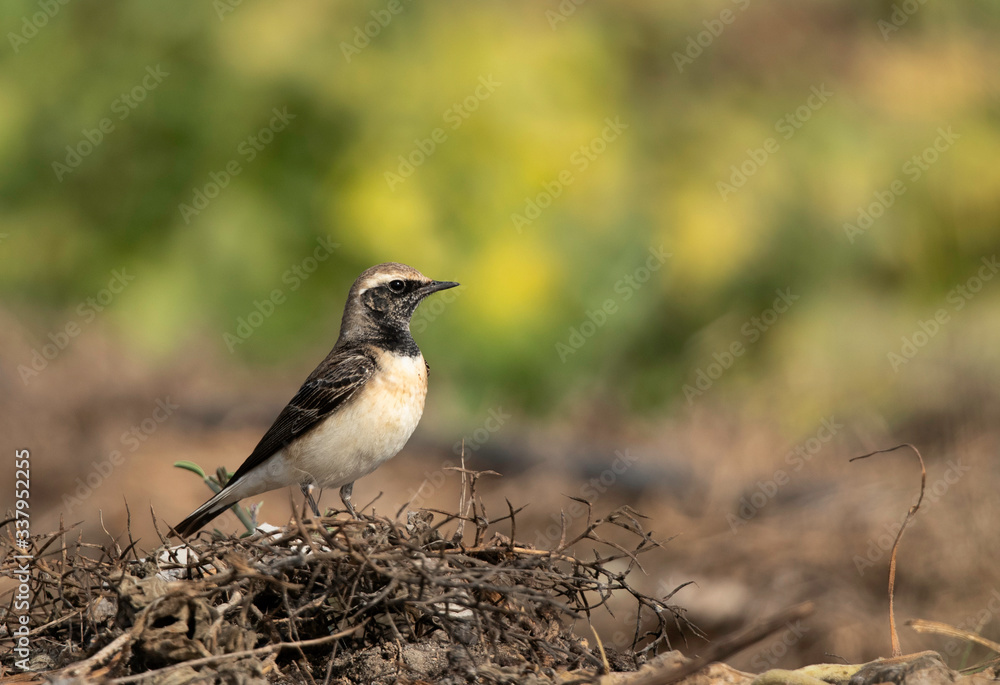 Obraz premium Portrait of a Pied wheatear at Buri farm, Bahrain