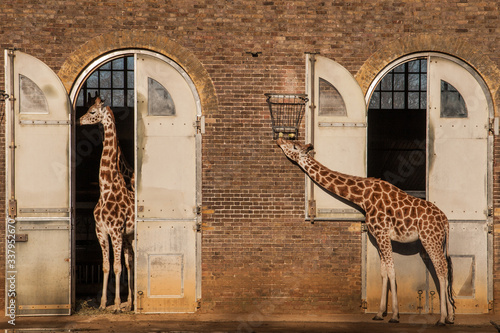 London, United Kingdon - A pair of Giraffes on brick wall background at London Zoo. The area is publicly accessible - no property release is required. photo
