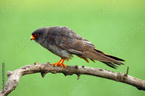 The red-footed falcon (Falco vespertinus), formerly western red-footed falcon, male sitting on the branch with green background.