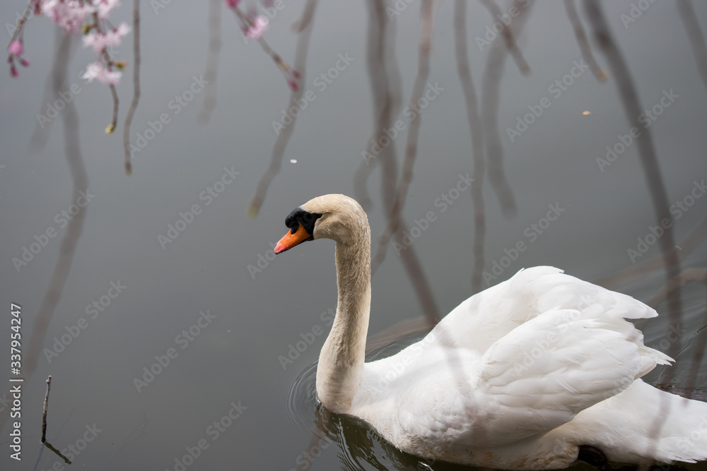 Fototapeta premium 水面にいる綺麗な白鳥