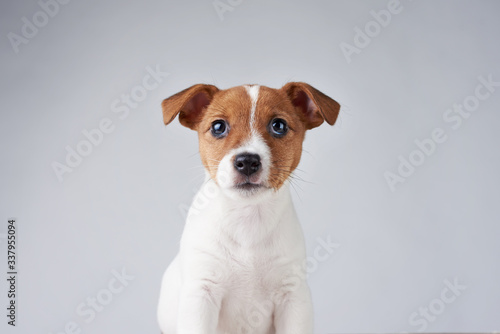 Jack Russel terrier puppy dog on the gray background