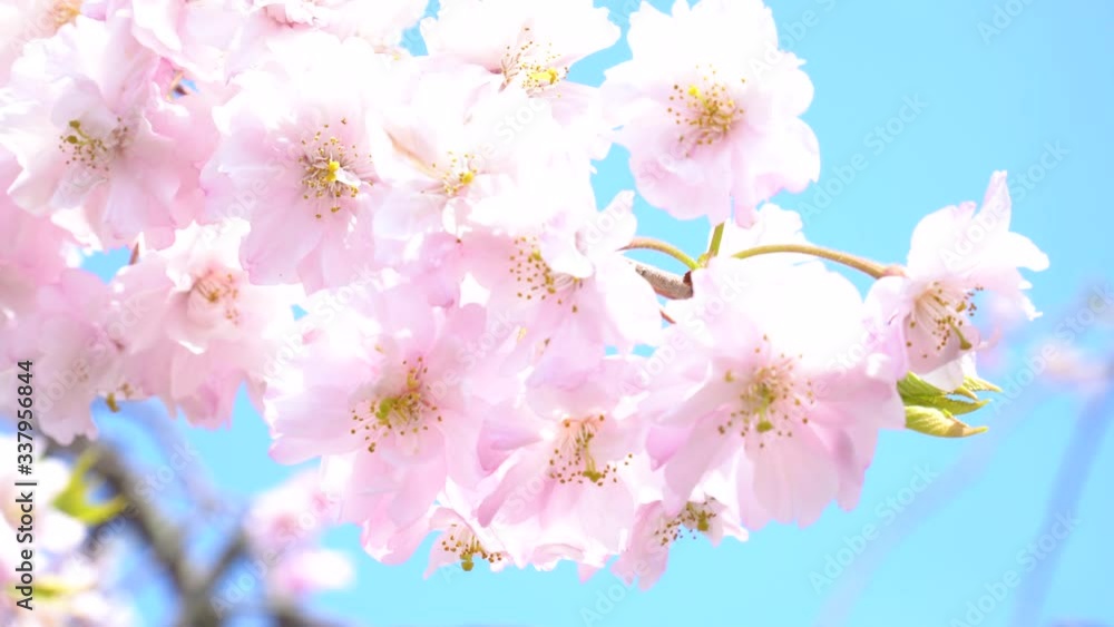 満開の桜のクローズアップ