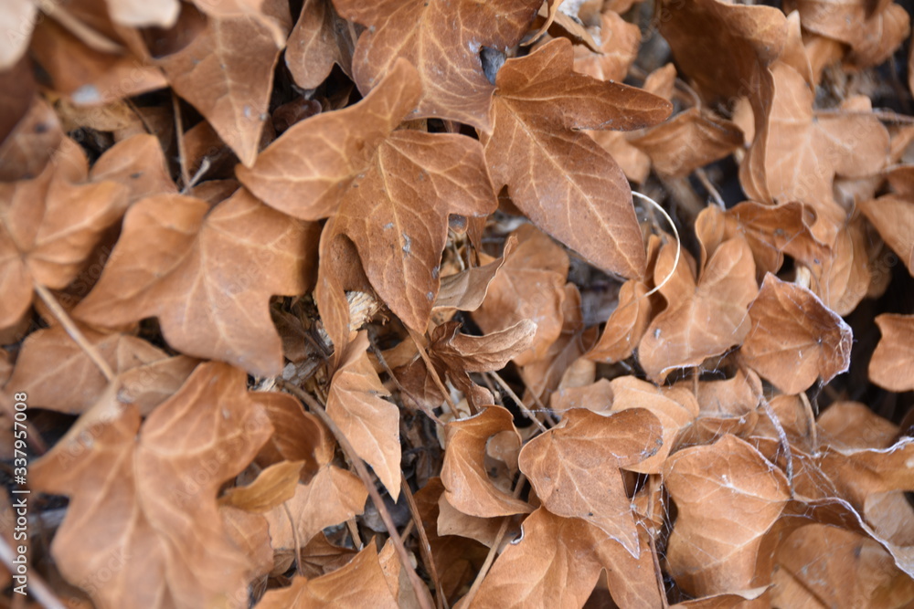 Dry brown ivy leaves covered in spider and cob webs Dry brown ivy leaves covered in spider and cob webs