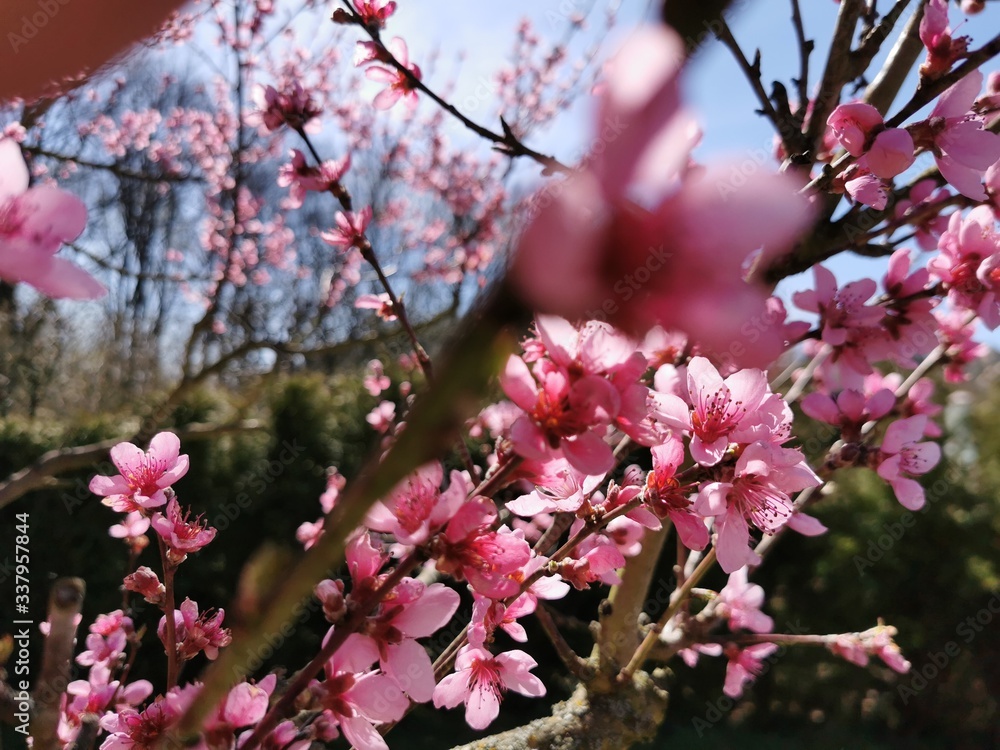Peach blossom growing on a tree in spring with blue sky and shiny Sun shine Peach blossom growing on a tree in spring with blue sky and shiny Sun shine