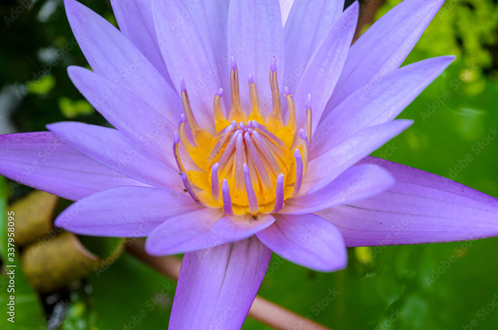 Purple lotus flower Purple lotus flower