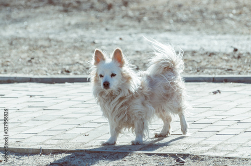 Pretty dog walks alone outside on a sunny spring day © Semiglass