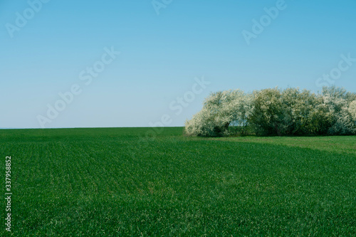 Forest stand on a background of green field and blue sky