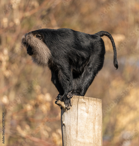 lion tailed macaque standing on the edge of a log photo