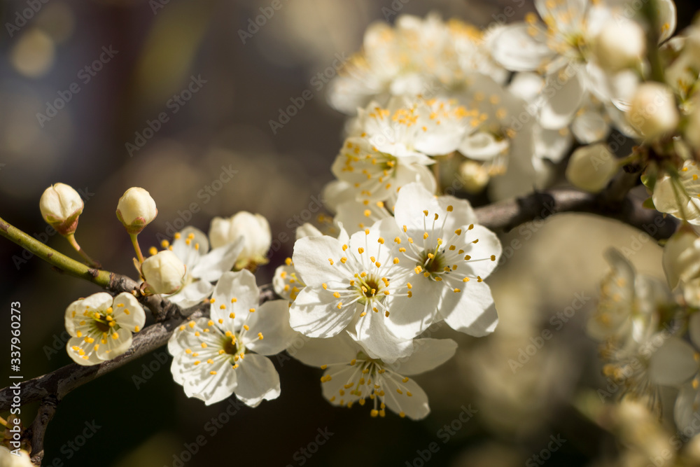 Blossoming cherry with a blurred background. Spring.