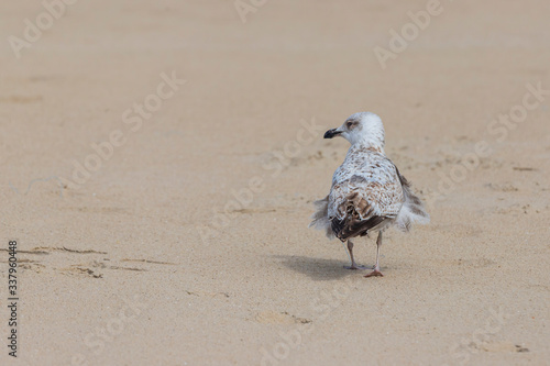 Larus marinus - A seagull runs along a sandy beach. Wild photo photo