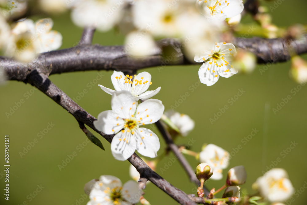 Blossoming cherry with a blurred background. Spring.