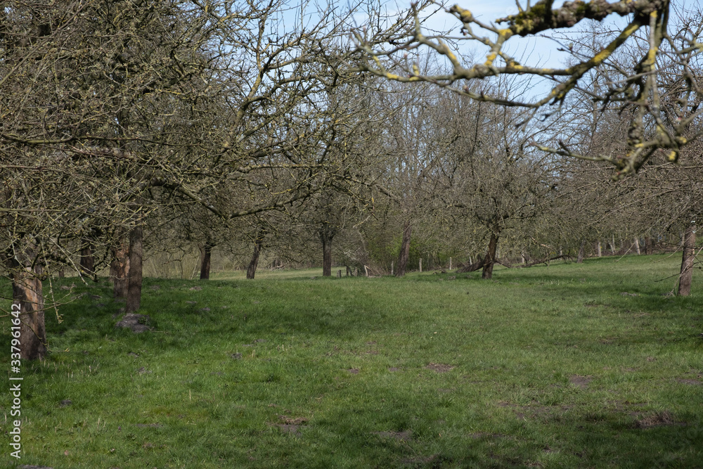 green, spring field on which fruit trees grow