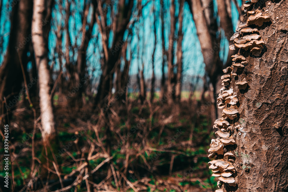 tree mushroom on the trunk of a young tree tree mushroom on the trunk of a young tree