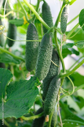 cucumbers in the greenhouse, agriculture, harvest