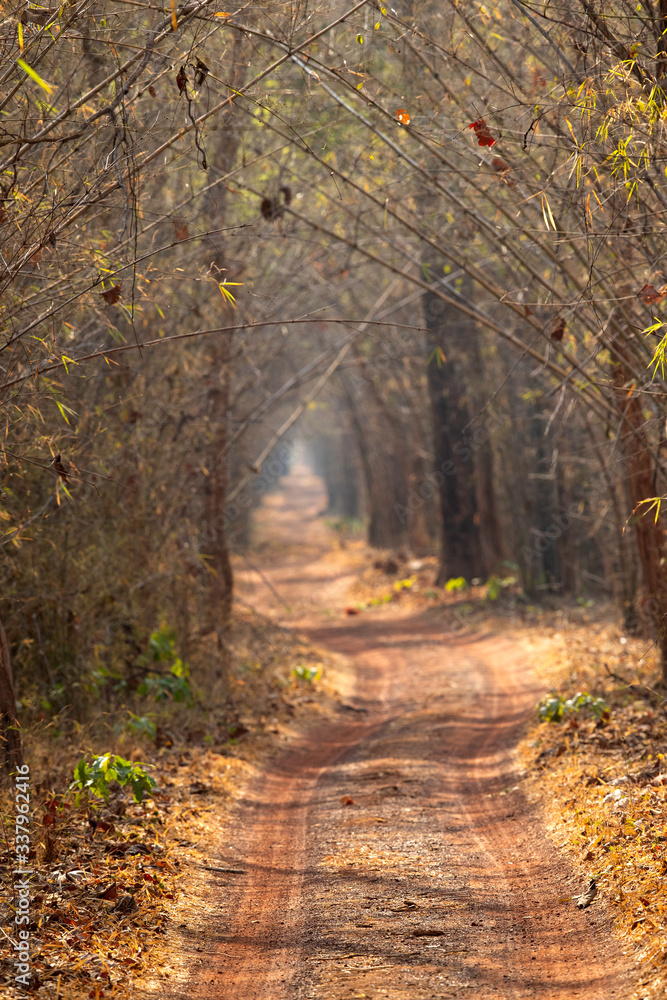 Fototapeta premium A way through the dense bamboo forest of Tadoba Tiger reserve