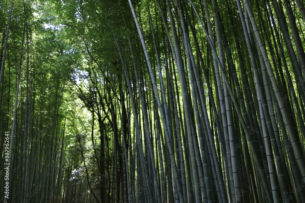 Voyage au Japon Voyage au Japon