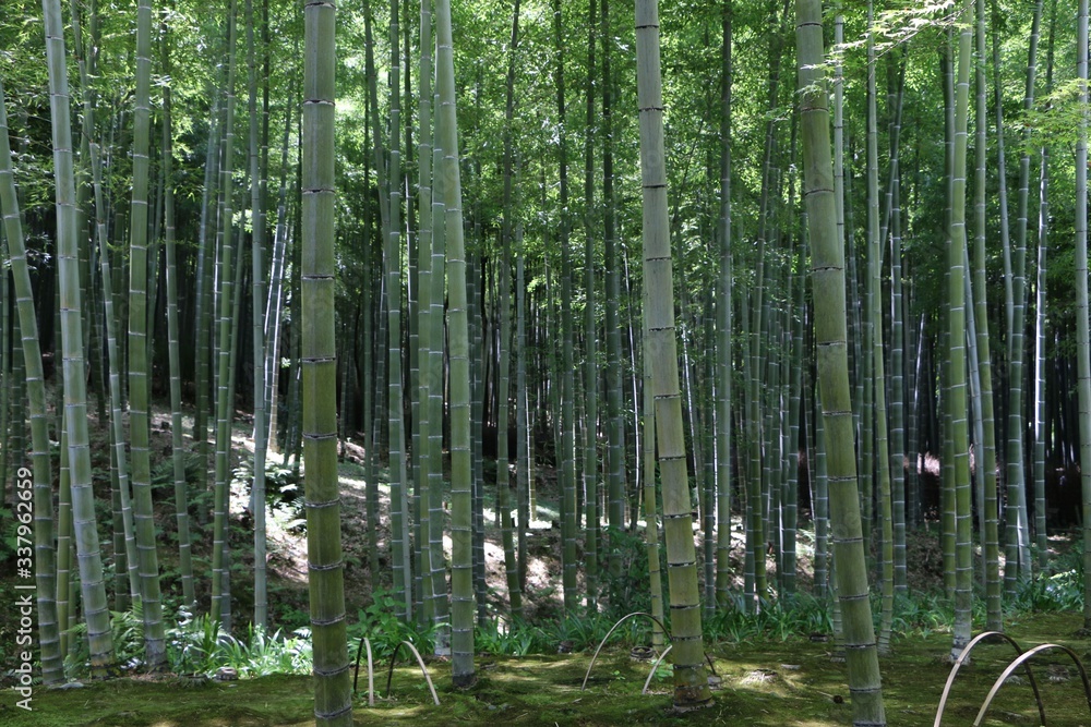 Fototapeta premium Voyage au Japon