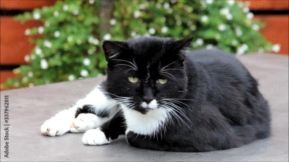 house cat lying on a garden table
house cat lying on a garden table