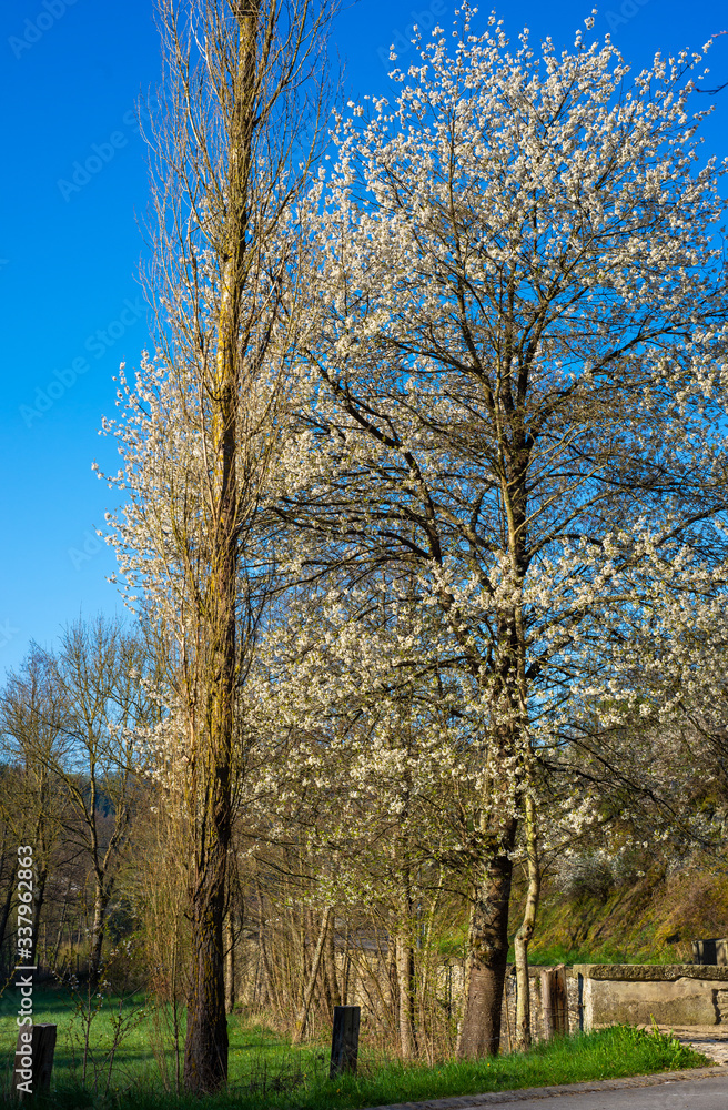 tree with white blossom in nature