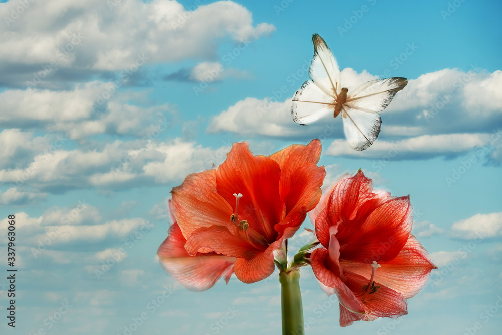 The enormous flower of red amaryllis and a striking decorative butterfly on a background of blue sky with clouds. Fantastic picture, Aryan magical place. The enormous flower of red amaryllis and a striking decorative butterfly on a background of blue sky with clouds. Fantastic picture, Aryan magical place.