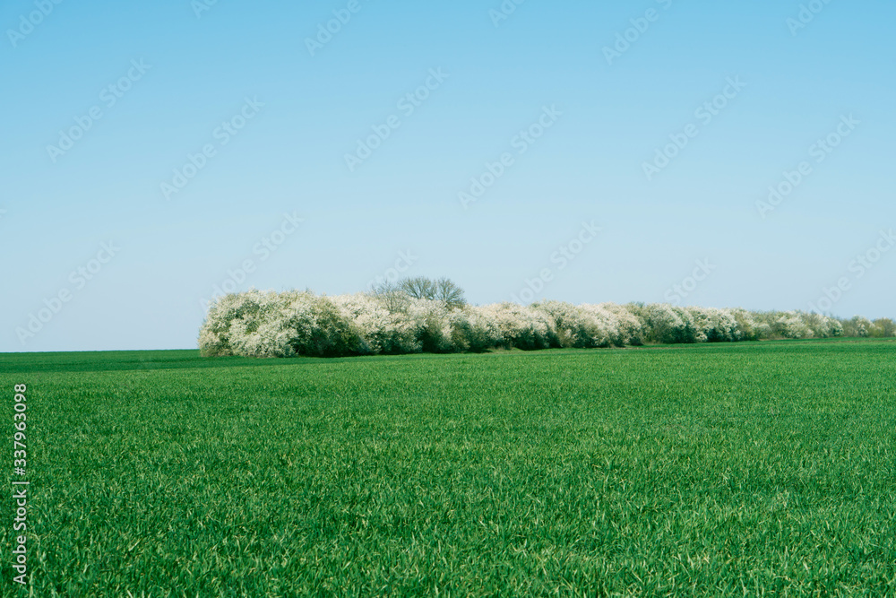 Obraz premium Forest stand on a background of green field and blue sky