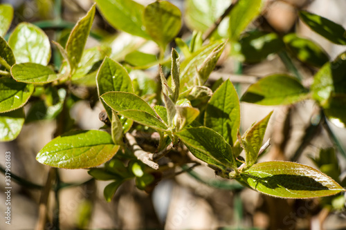 Wallpaper Mural Spring branch with first leaves. Spring twigs with beautiful light green leaves. Blurred background. Torontodigital.ca