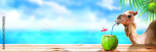 Slika na platnu Tropical beach island with a camel drinking coconut juice