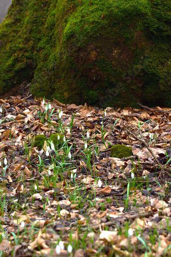 Flowers of snowdrop or galanthus with the bottom of moss covered tree. Early spring forest nature. Vertical.