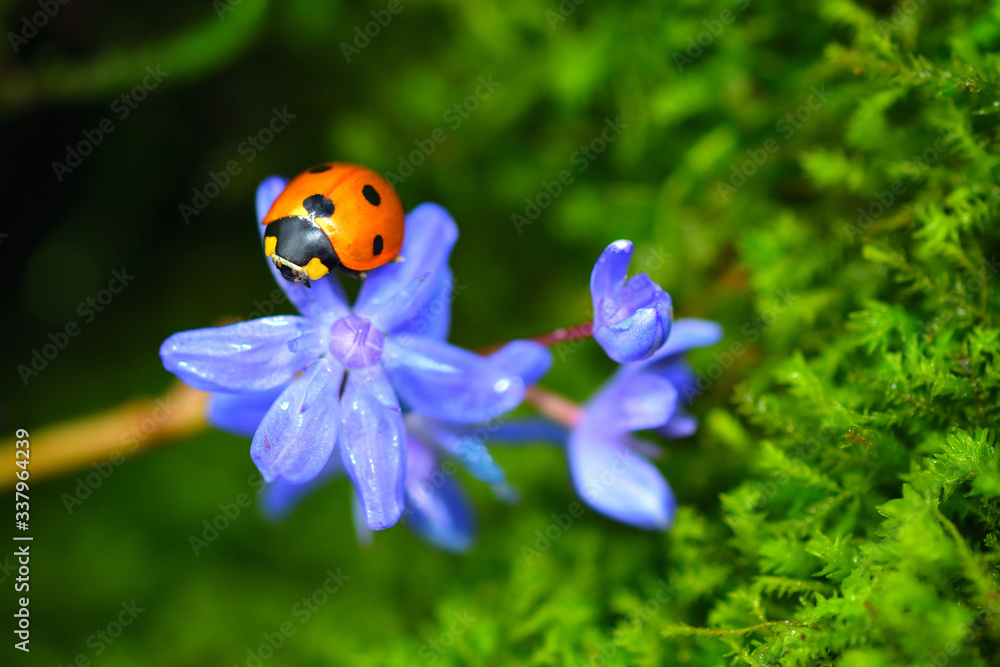 Sleeping lady beetle on a blue scilla flower. Vibrant green microgreens on the background. Sleeping lady beetle on a blue scilla flower. Vibrant green microgreens on the background.