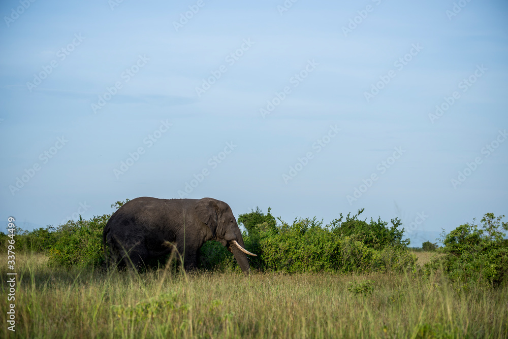 Fototapeta premium elephant by green bushes