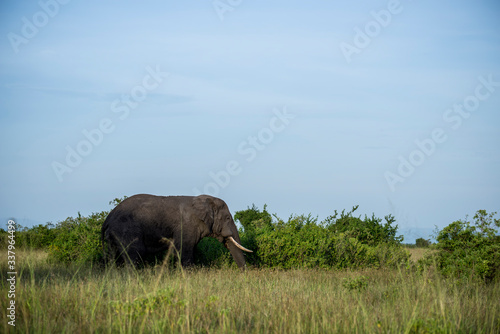 elephant by green bushes