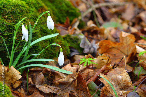 Snowdrop or galanthus flowers. Brown leaves background. Copy space on the right.