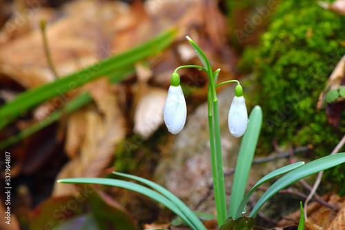 Fototapeta Naklejka Na Ścianę i Meble -  Galanthus or snowdrop flowers on the brown leaves background.