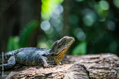 lizard on a tree © Mark