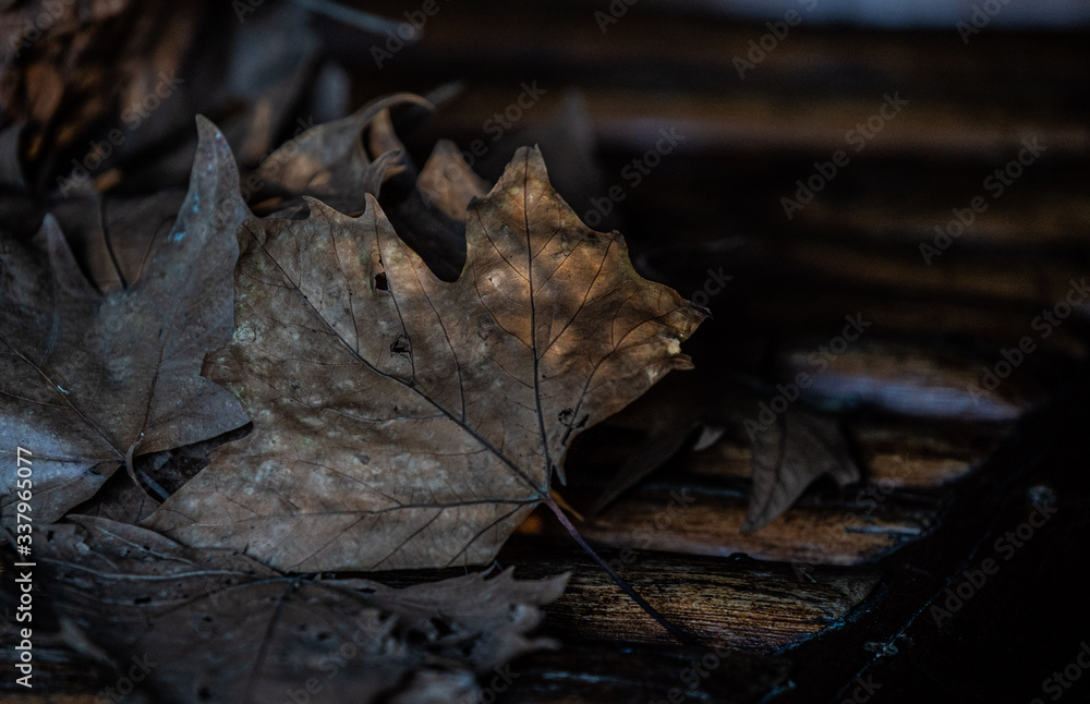 autumn leaves on the ground autumn leaves on the ground