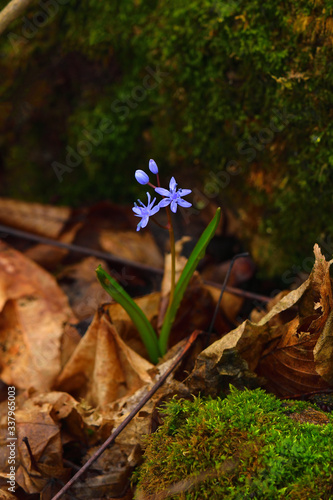Wild gentian-blue scilla flower on a dark background. Vertical. Brown leaves and moss on backdrop.