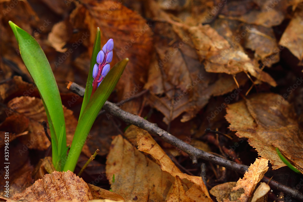 Beautiful scilla flower on a brown leaves background. Violet to gentian-blue gradient. Copy space on the right. Beautiful scilla flower on a brown leaves background. Violet to gentian-blue gradient. Copy space on the right.