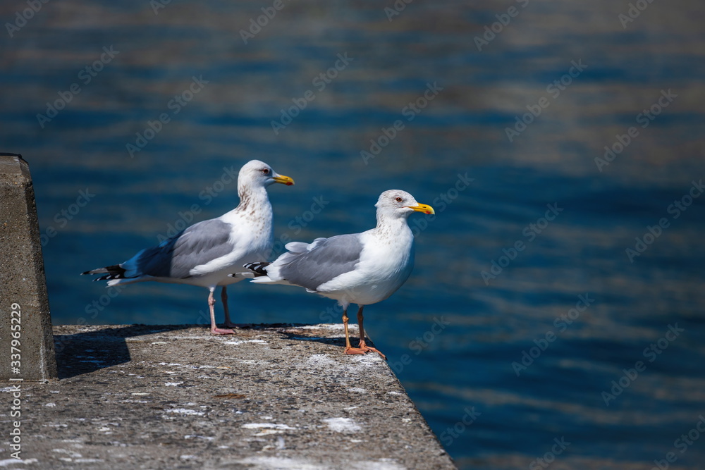 Two seagulls resting on the breakwater at takamatsu fishing port , Takamatsu city, Kagawa, Shikoku, Japan