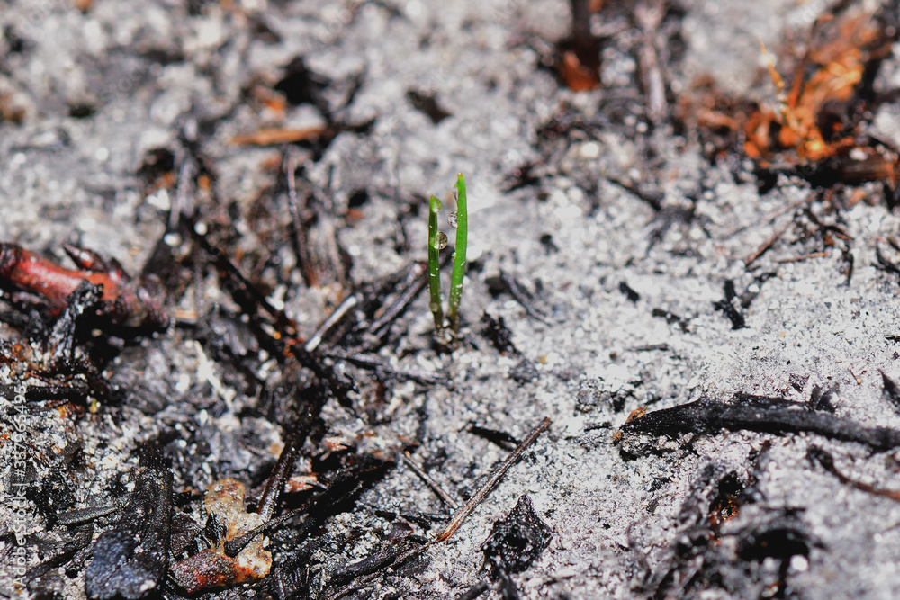 Sprout rises over burnt ground. Grass ash after arson. Recovery after massive crysis. Future resurrection. Centered. Sprout rises over burnt ground. Grass ash after arson. Recovery after massive crysis. Future resurrection. Centered.